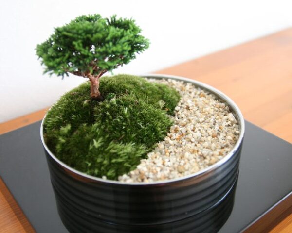 ちょこぼん　WATOWA（ワトワ）画像