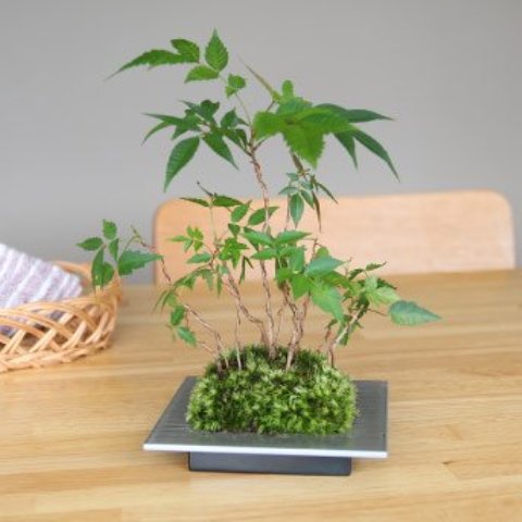 ちょこぼん　SQUERE（スクエア）画像